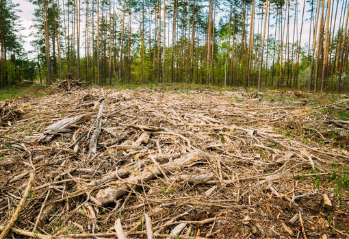 fast-furniture02 Felled trees lying on a forest floor showing the destruction of trees for use in fast furniture