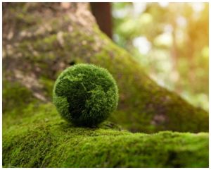 Green Globe protected by our circular economy actions.