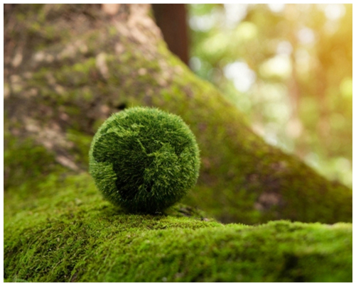 Green Globe protected by our circular economy actions.
