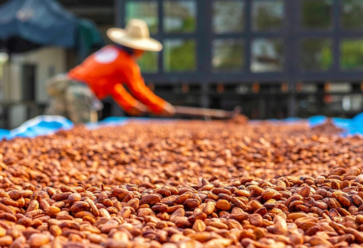 cocoa-farmer Cocoa farmer preparing beans